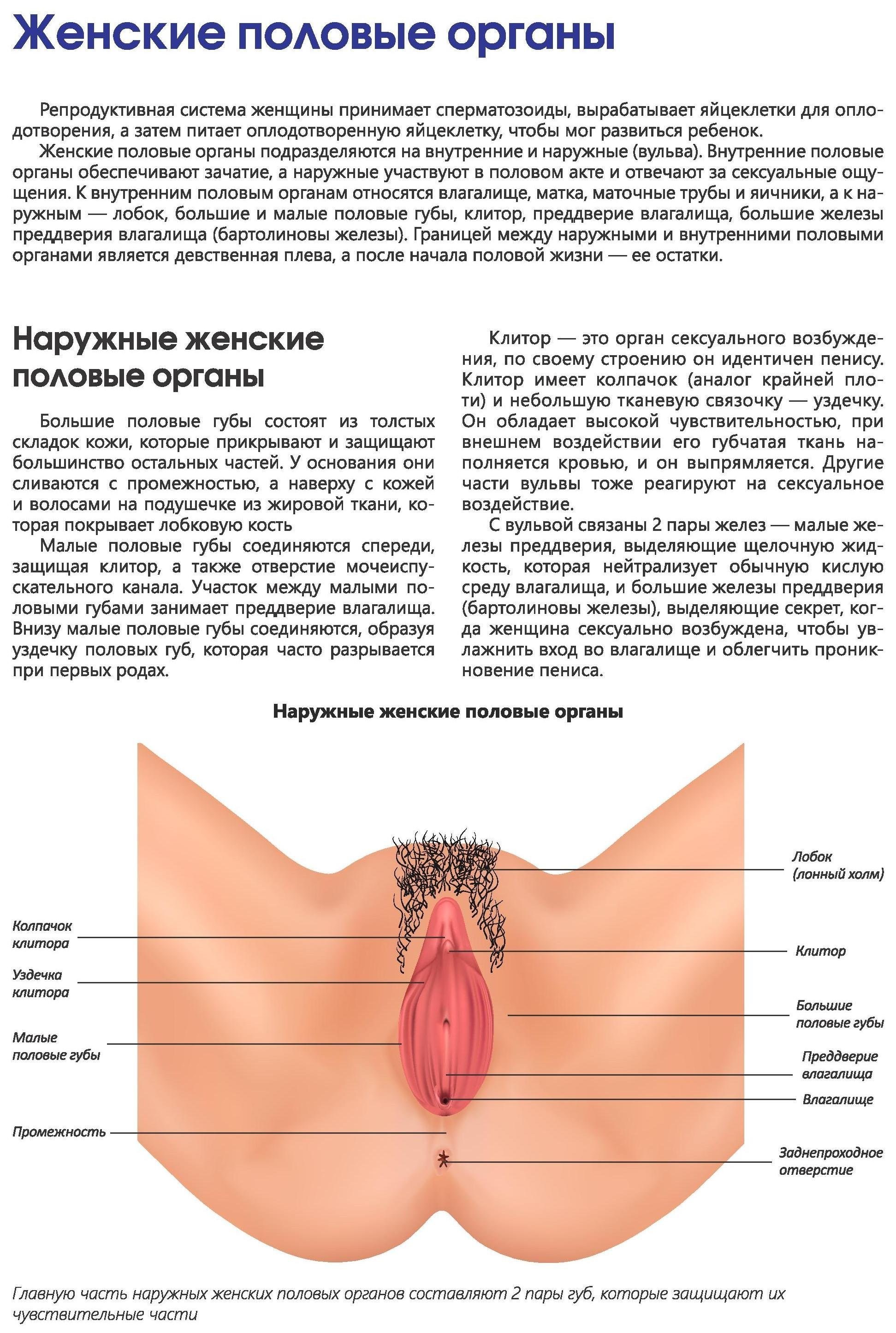 Фото До и После женской интимной пластики, результаты работ