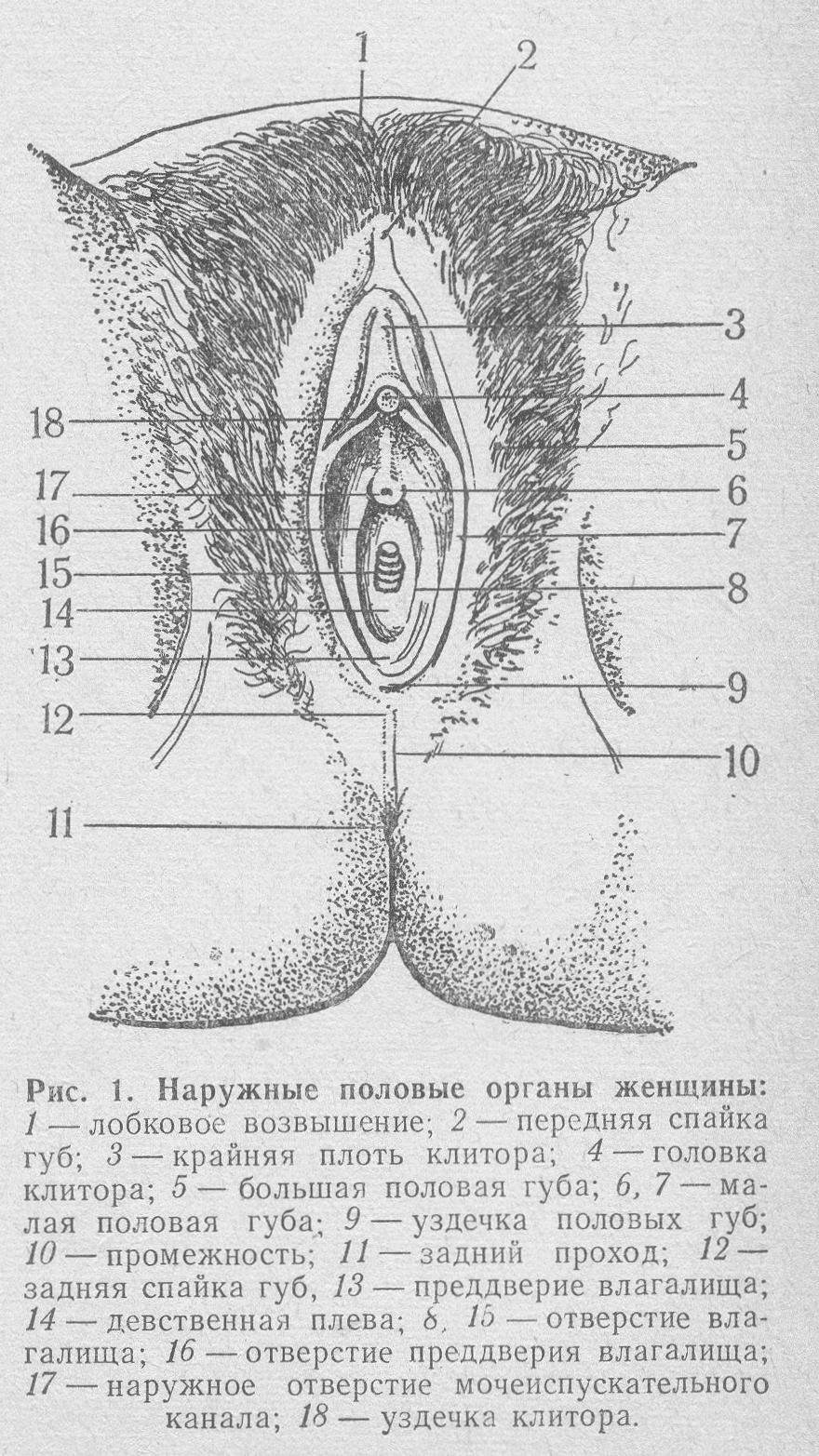 Женские письки с отвисшими и растянутыми половыми губами (30 фото)