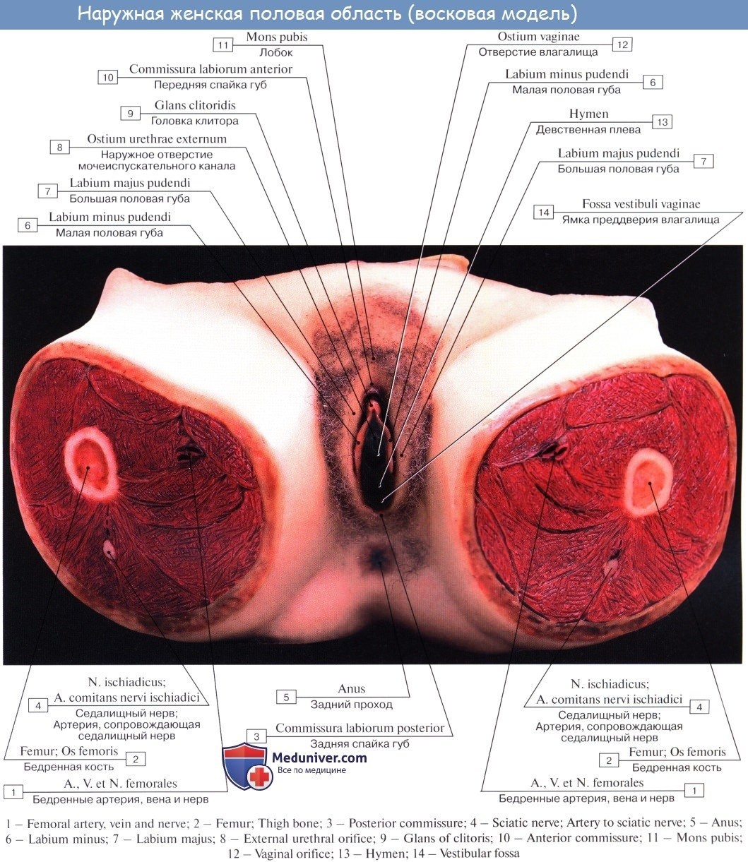 Строение женских половых органов картинки (76 фото) - порно ХуйВоРту