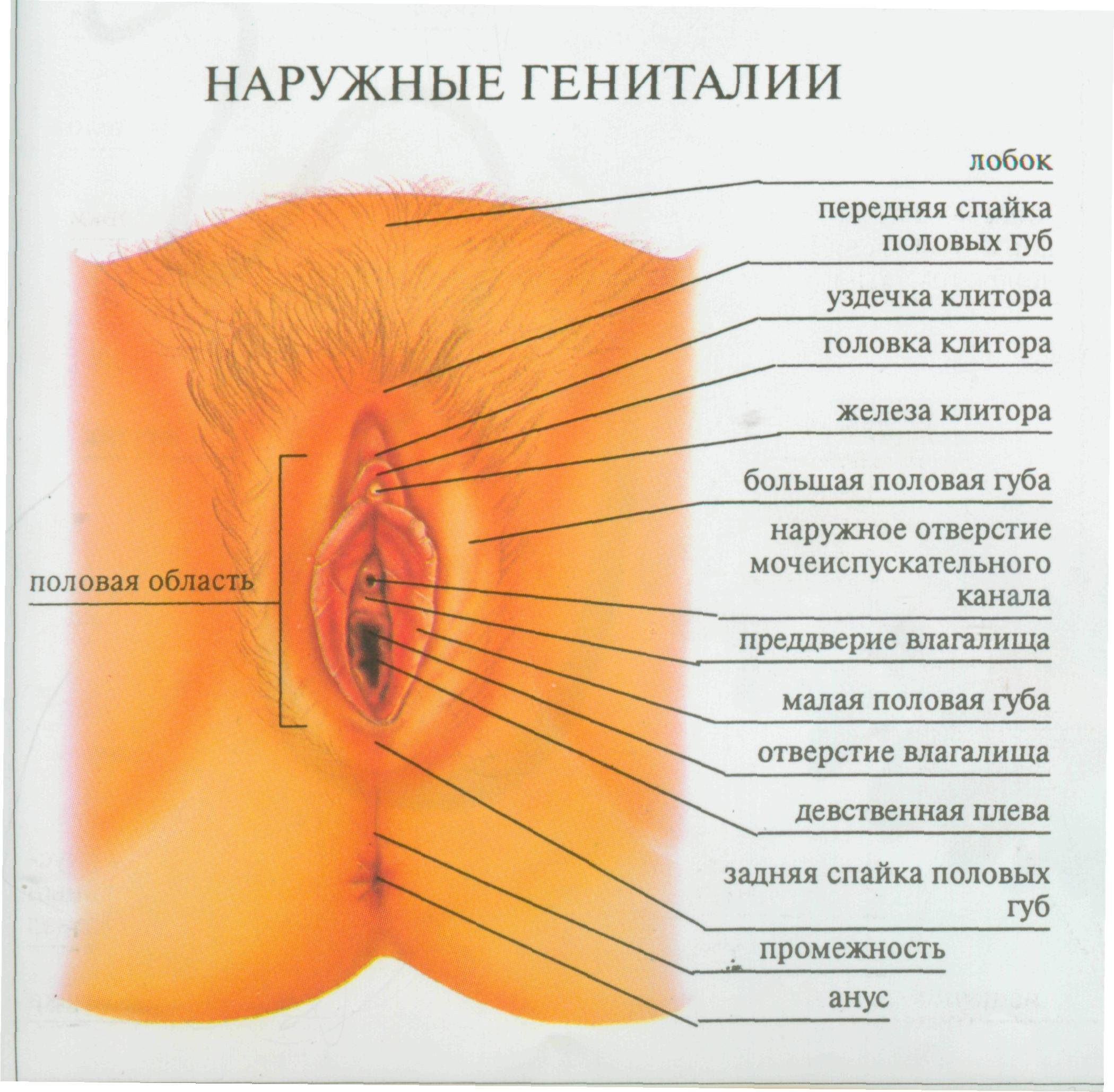 Наружные половые органы женщины