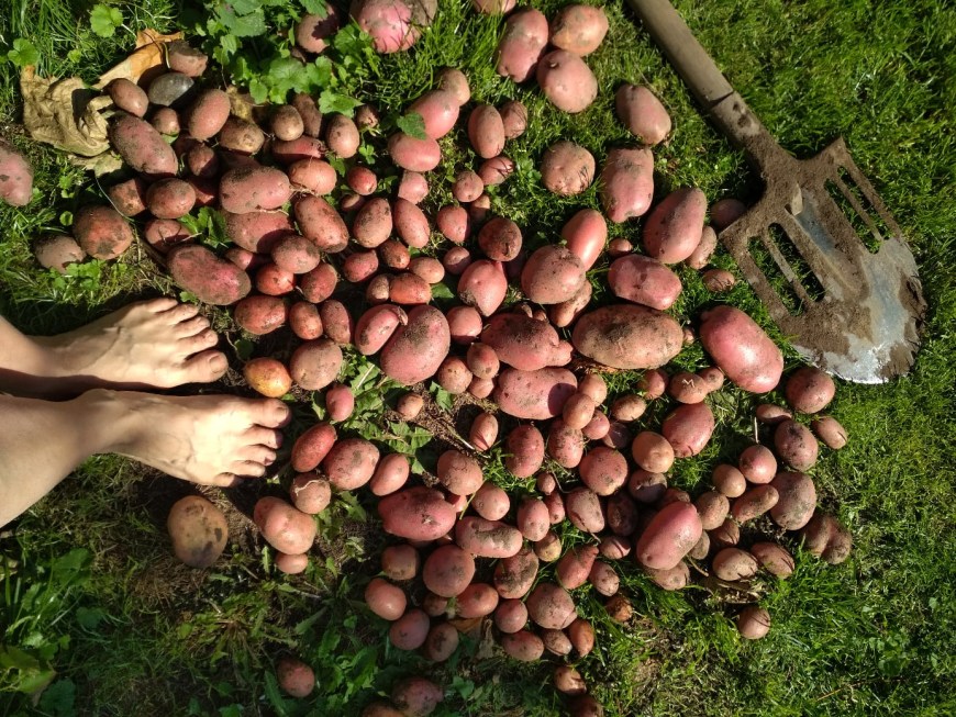 Копающие картофель (пять фигур)