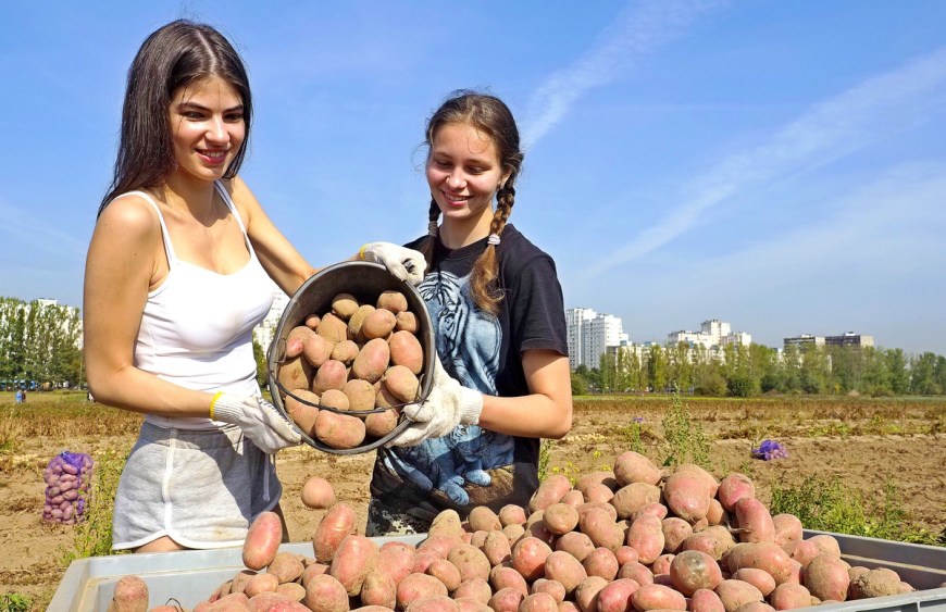 Огромный урожай картошки