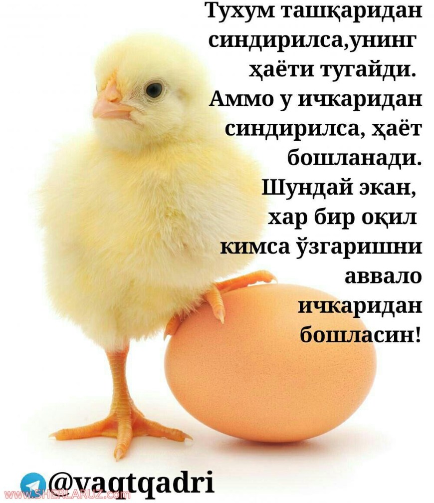 Прикольные сузлар