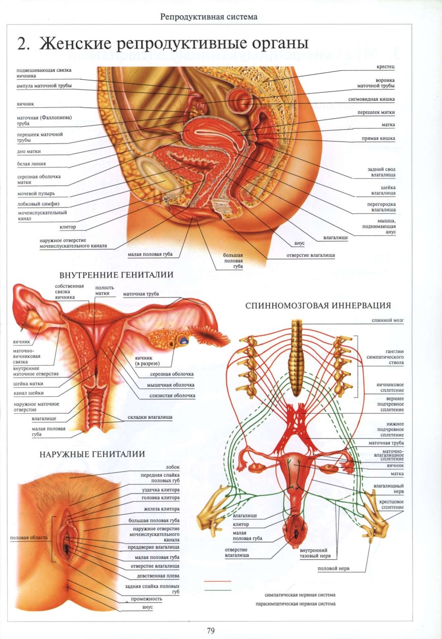Строение женских половых органов картинки (76 фото) - порно ХуйВоРту