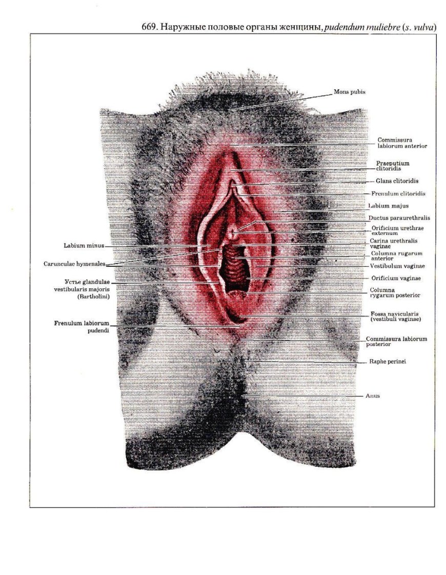 Строение женских половых органов картинки (76 фото) - порно ХуйВоРту