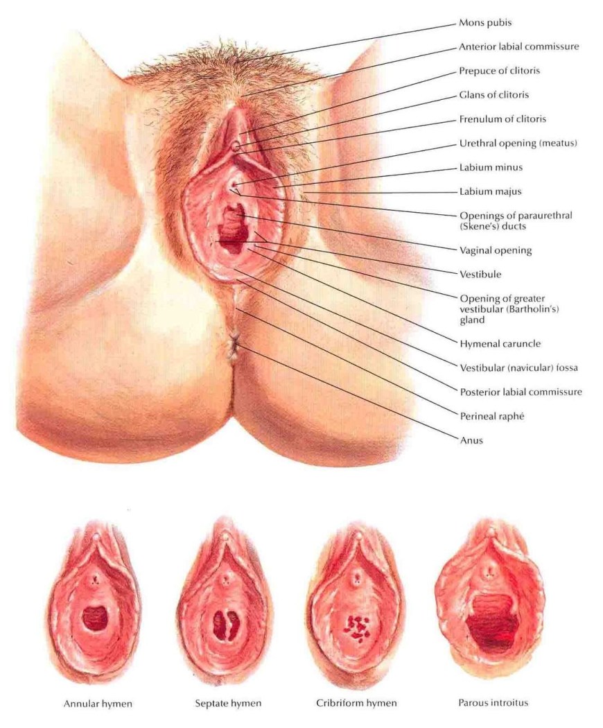 Строение женских половых органов картинки (76 фото) - порно ХуйВоРту