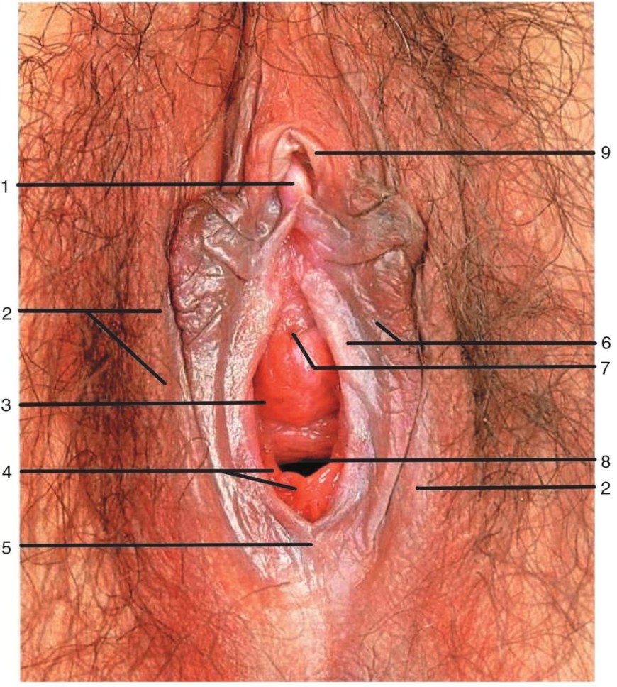 Строение женских половых органов картинки (76 фото) - порно ХуйВоРту
