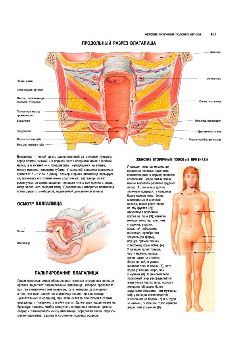 Строение женских половых органов картинки (76 фото) - порно ХуйВоРту