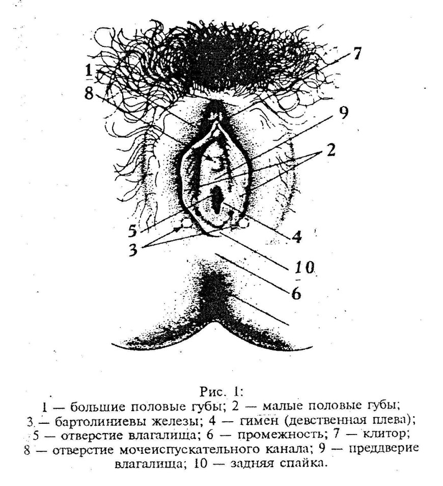 Строение женских половых органов картинки (76 фото) - порно ХуйВоРту