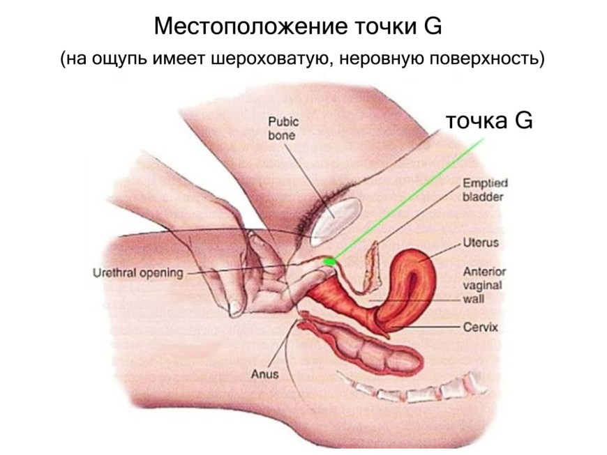 Наружный массаж точки g у мужчин